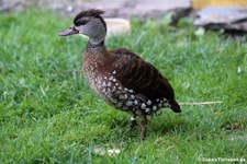 Tüpfelpfeifgans (Dendrocygna guttata) im Kölner Zoo