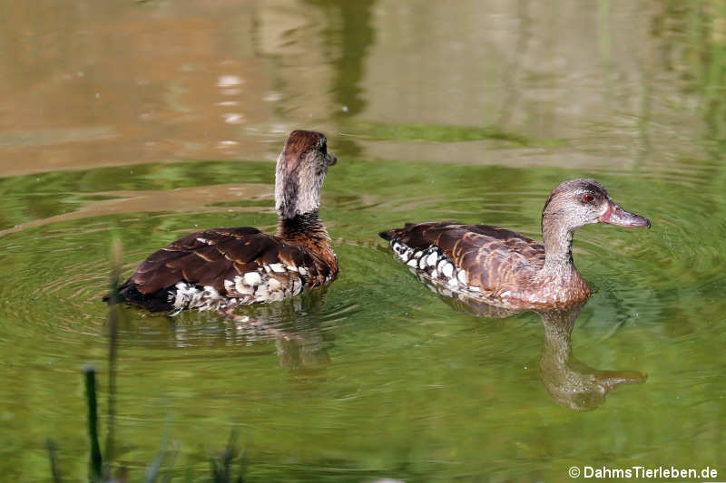 Dendrocygna guttata-1