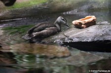 Javapfeifgans (Dendrocygna javanica) im Kölner Zoo