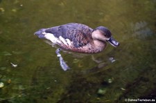 Javapfeifgans (Dendrocygna javanica) im Kölner Zoo