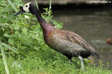 Witwenpfeifgans (Dendrocygna viduata) im Kölner Zoo