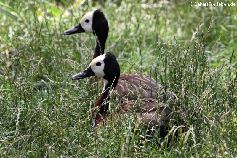 Dendrocygna viduata-2