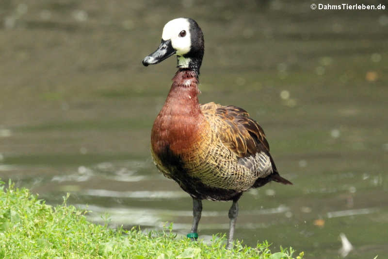 Dendrocygna viduata-3