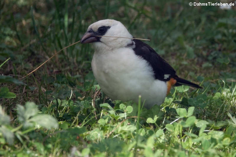 Dinemellia dinemelli-2