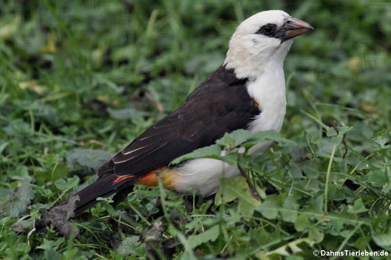 Dinemellia dinemelli-1