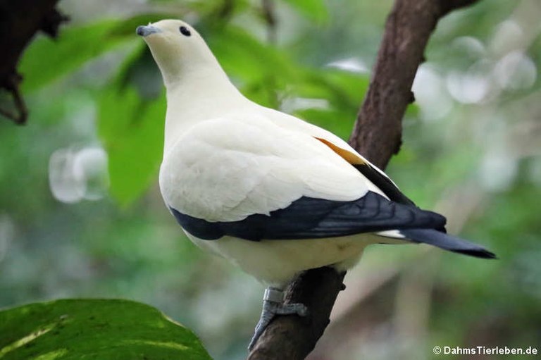 Ducula bicolor