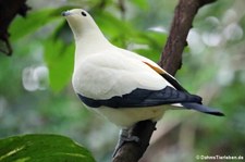 Zweifarben-Fruchttaube (Ducula bicolor) im Zoo Köln