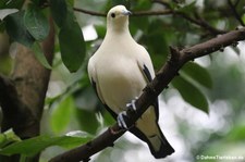 Zweifarben-Fruchttaube (Ducula bicolor) im Zoo Köln