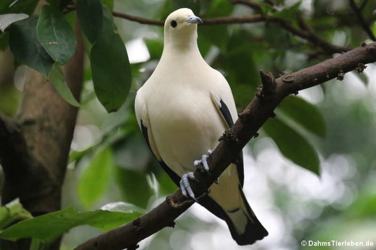 Ducula bicolor