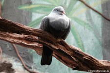 Hufeisen-Fruchttaube (Ducula carola) im Kölner Zoo