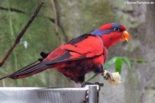 Diademlori (Eos histrio) im Kölner Zoo