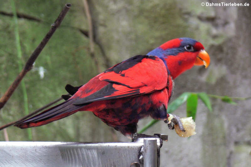 Harlekinlori Eos histrio-1