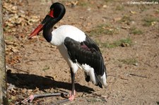 Sattelstorch (Ephippiorhynchus senegalensis) im Kölner Zoo