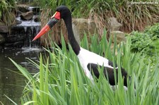 Sattelstorch (Ephippiorhynchus senegalensis) im Kölner Zoo