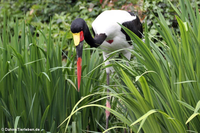 Sattelstorch (Ephippiorhynchus senegalensis)