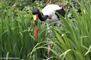 Ephippiorhynchus senegalensis