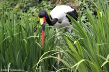 Sattelstorch (Ephippiorhynchus senegalensis) im Kölner Zoo