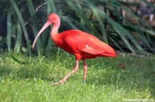 Scharlachsichler (Eudocimus ruber) im Kölner Zoo