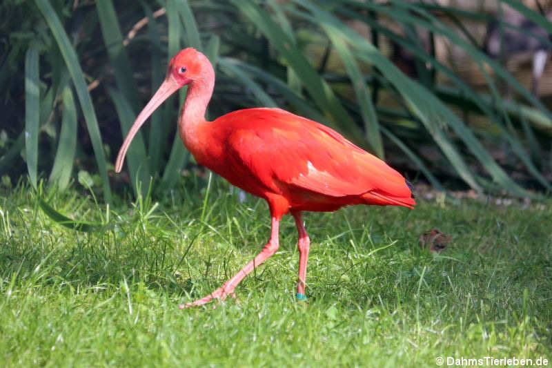 Scharlachsichler (Eudocimus ruber)