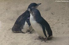 Zwergpinguine (Eudyptula minor novaehollandiae) im Kölner Zoo