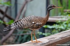 Sonnenralle (Eurypyga helias) im Kölner Zoo