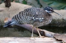 Sonnenralle (Eurypyga helias) im Kölner Zoo