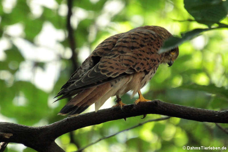 Turmfake (Falco tinnunculus)