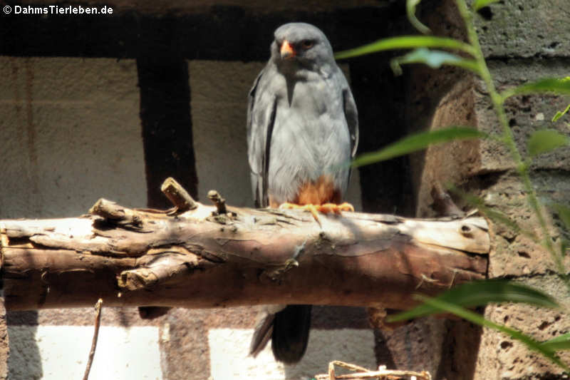 männlicher Rotfußfalke (Falco vespertinus)
