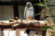 männlicher Rotfußfalke (Falco vespertinus) im Kölner Zoo