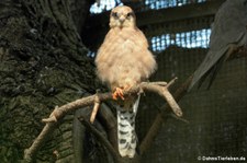 weiblicher Rotfußfalke (Falco vespertinus) im Kölner Zoo