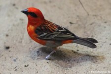 Madagaskarweber (Foudia madagascariensis) im Kölner Zoo