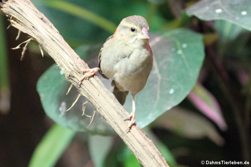 weiblicher Madagaskarweber (Foudia madagascariensis)