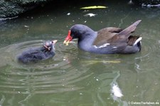 Teichrallen (Gallinula chloropus chloropus) im Kölner Zoo