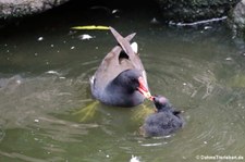 Teichrallen (Gallinula chloropus chloropus) im Kölner Zoo