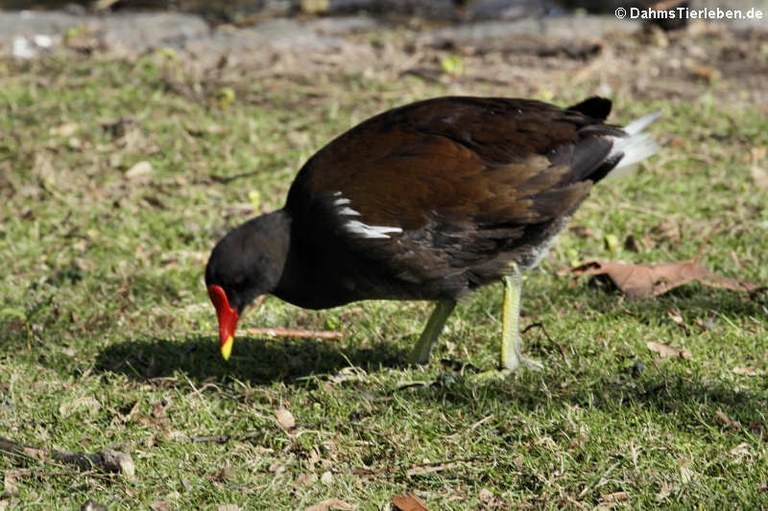 Gallinula chloropus chloropus