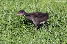 Junge Teichralle (Gallinula chloropus chloropus) im Kölner Zoo