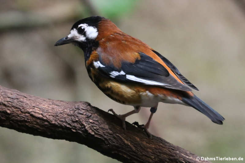 Geokichla dohertyi-1