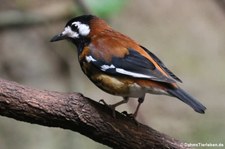 Sumbawadrossel (Geokichla dohertyi) im Kölner Zoo