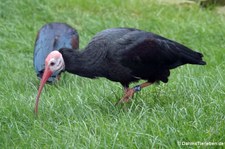 Glattnackenrapp (Geronticus calvus) im Kölner Zoo