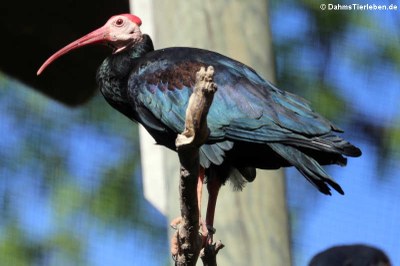Glattnackenrapp (Geronticus calvus)