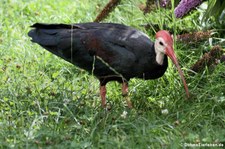 Glattnackenrapp (Geronticus calvus) im Kölner Zoo