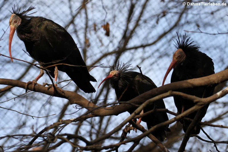 Geronticus eremita-8