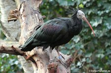 Waldrapp (Geronticus eremita) im Kölner Zoo