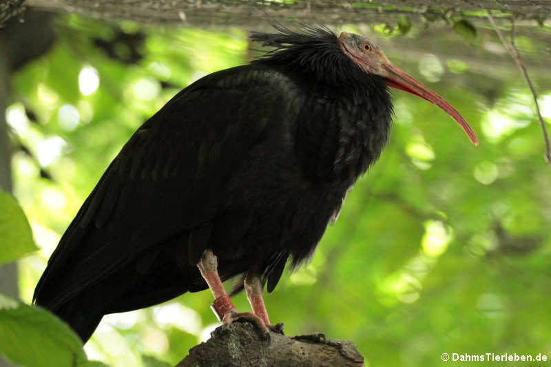 Waldrapp (Geronticus eremita)