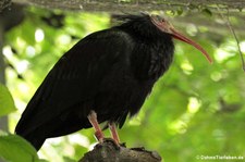 Waldrapp (Geronticus eremita) im Kölner Zoo