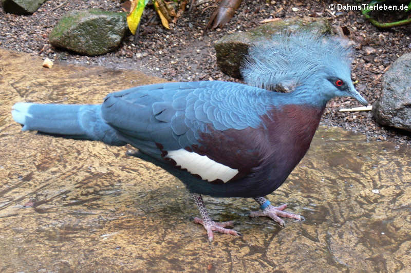 Rotbug-Krontaube Goura sclaterii-2