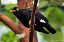 Großer Beo (Gracula religiosa) im Zoo Newied