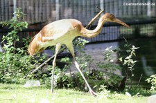 Junger Mandschurenkraniche (Grus japonensis) im Kölner Zoo