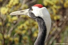 Mandschurenkranich (Grus japonensis) im Kölner Zoo