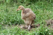 Junger Mandschurenkranich (Grus japonensis) im Kölner Zoo